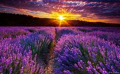 Lavender Garden Wallpapers - Top Free Lavender Garden Backgrounds ...