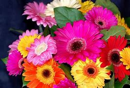 Image result for iPhone 6 Plus Screen Wallpaper Bright Flowers