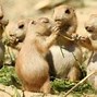 Image result for Picture of Animals in Te Dog Family in the Prairie