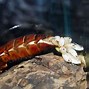 Image result for 5 Inch Cockroach