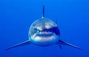Image result for Shark Salbabida