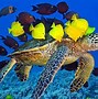 Image result for Fish Wallpaper for Laptop