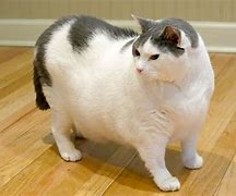 Image result for Mean Fat Cats
