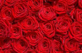 Image result for Red Rose Flower Wallpaper Download