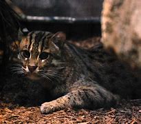 Image result for Fishing Cat Webbed Feet
