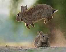 Image result for Rabbit Show Jumping