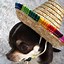 Image result for Chihuahua Sombrero