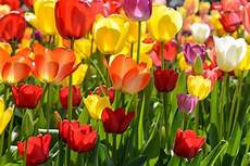 tulipani fiori come piantare e conservare i bubli di tulipano consigli tulipani fiori come piantare e conservare i bubli di tulipano consigli