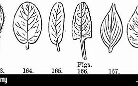 Image result for What Plants Have Oval Leaves