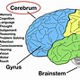Image result for Primary Auditory Cortex