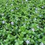 Image result for Vinca major Variegata