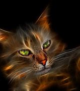 Image result for Cool Cat Wallpaper
