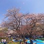 Image result for Sakura Cherry Blossom Show
