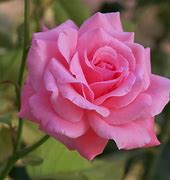 Image result for Cute Flowers Images Download