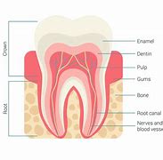 Image result for Tooth Anatomy Chart