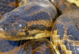 Image result for Anaconda