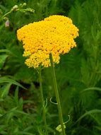 Image result for Achillea filipendulina Helios