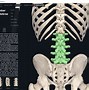 Image result for Lumbar Region Anatomy