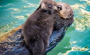 Image result for Sea Otter with Pup