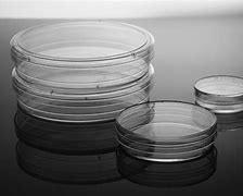 Image result for Cell Culture Dish