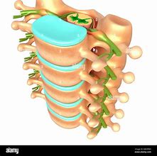 Image result for Lumbar Vertebrae Spinal Cord