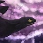 Image result for Toothless Night Sky