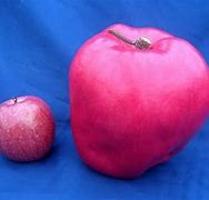 Image result for Biggest Apple Fruit in the World
