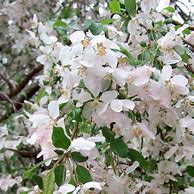 Image result for Spring Snow Crab Tree