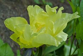 Image result for Paeonia itoh Going Bananas