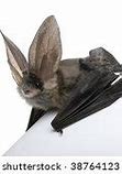 Image result for Long Ear Bat