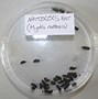 Image result for Bat Guano vs Mouse Droppings