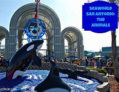 Image result for seaworld san antonio