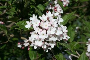 Image result for Viburnum burkwoodii Mohawk