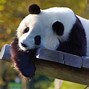 Image result for Giant Panda Threats