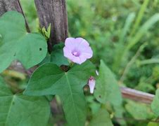 Image result for Ipomoea Triloba