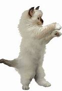 Image result for Happy Dance Cat Meme