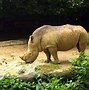 Image result for Zoo Is Green