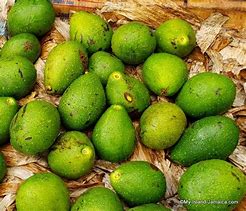 Image result for Jamaican Avocado