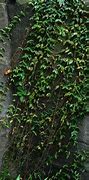 Image result for Vines in Nature