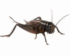 Image result for Cricket Symbol Bug Green