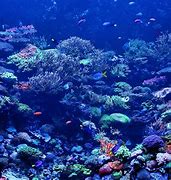 Image result for Underwater Reef Background