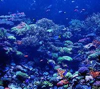 Image result for Colorful Coral Reef Desktop Wallpaper