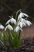Image result for Galanthus nivalis Anglesey Abbey