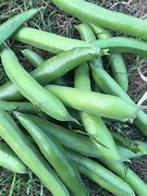 Image result for Bean Pod