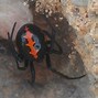 Image result for South African Spiders