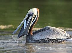 Image result for Brown Pelican Eating