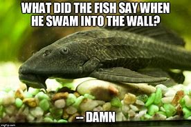 Image result for Sucker Fish in Aquarium Meme