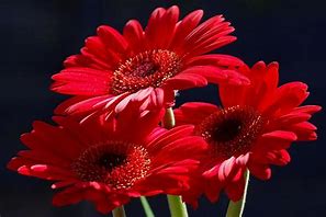 Image result for Beautiful Red Flowers