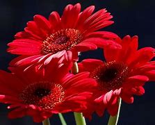 Image result for red flower