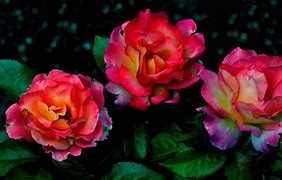 Image result for las flores
